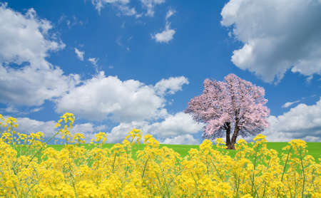 Sakura tree and rapeseedの写真素材
