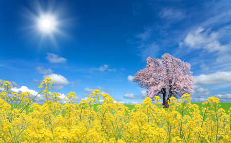 Sakura tree and rapeseedの写真素材