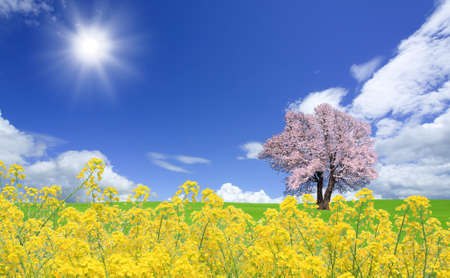 Sakura tree and rapeseedの写真素材