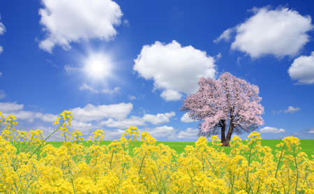 Sakura tree and rapeseedの写真素材