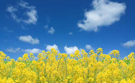 Rapeseed fieldの写真素材