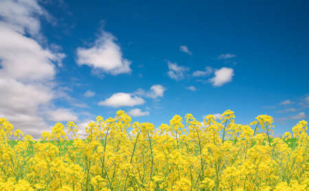 Rapeseed fieldの写真素材