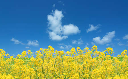 Rapeseed fieldの写真素材