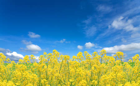 Rapeseed fieldの写真素材