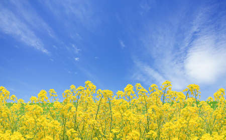 Rapeseed fieldの写真素材