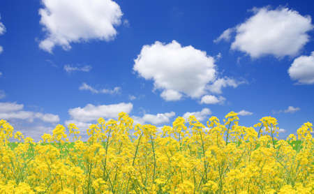Rapeseed fieldの写真素材