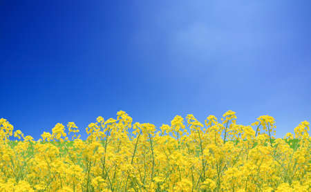 Rapeseed fieldの写真素材