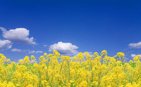 Rapeseed fieldの写真素材