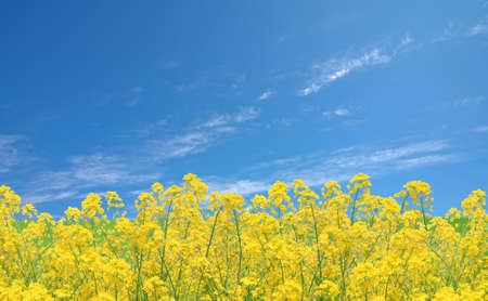 Rapeseed fieldの写真素材