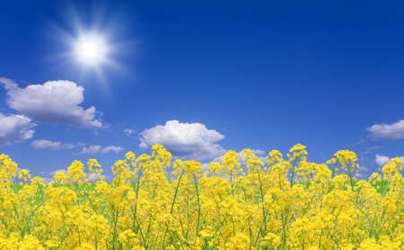 Rapeseed fieldの写真素材