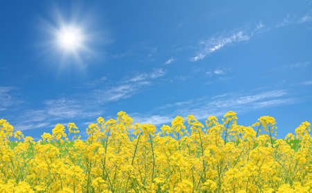 Rapeseed fieldの写真素材