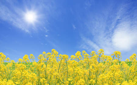 Rapeseed fieldの写真素材