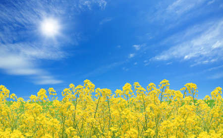 Rapeseed fieldの写真素材