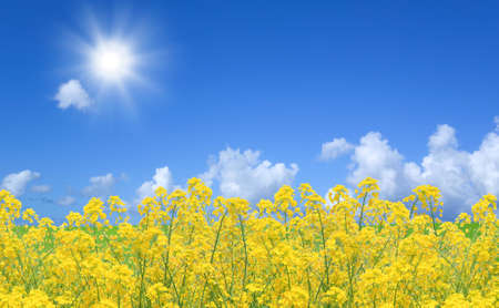 Rapeseed fieldの写真素材