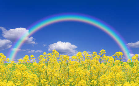 Rapeseed field and rainbowの写真素材