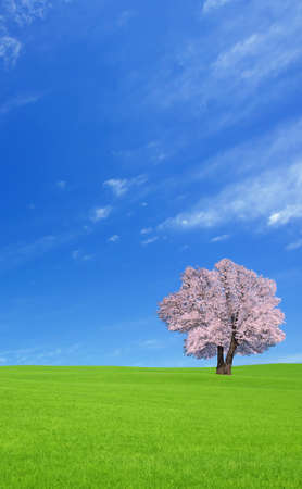 Sakura tree on the green hill.の写真素材