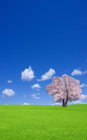 Sakura tree on the green hill.の写真素材