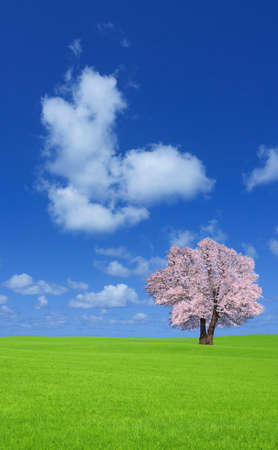 Sakura tree on the green hill.の写真素材