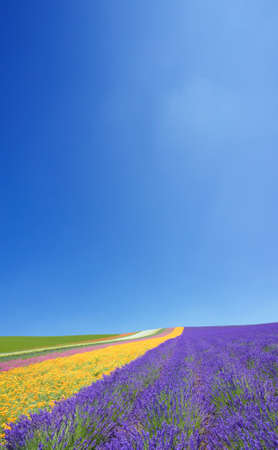 Flower field and blue sky with clouds. の写真素材