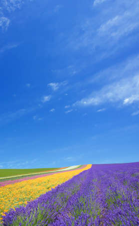 Flower field and blue sky with clouds. の写真素材