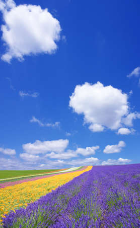 Flower field and blue sky with clouds. の写真素材