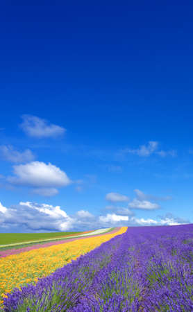 Flower field and blue sky with clouds. の写真素材