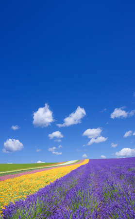Flower field and blue sky with clouds. の写真素材