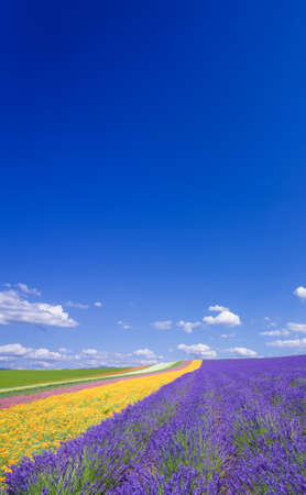 Flower field and blue sky with clouds. の写真素材