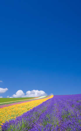Flower field and blue sky with clouds. の写真素材
