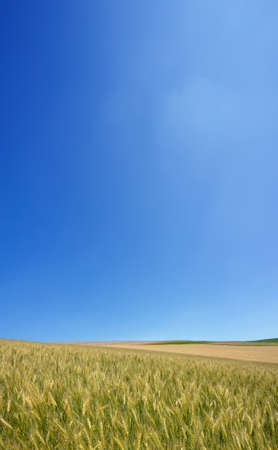 Golden wheat field with blue sky in background の写真素材