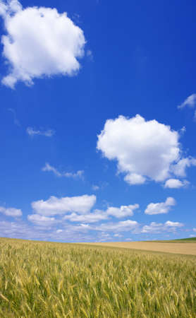 Golden wheat field with blue sky in background の写真素材