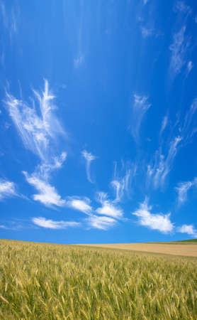 Golden wheat field with blue sky in background の写真素材