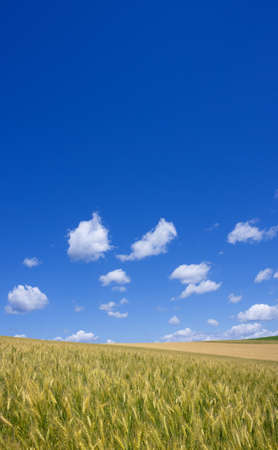 Golden wheat field with blue sky in background の写真素材