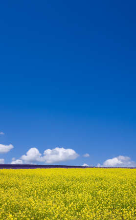 Flower field and blue sky with clouds. の写真素材
