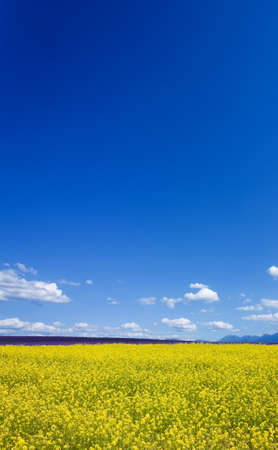 Flower field and blue sky with clouds. の写真素材