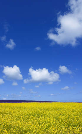 Flower field and blue sky with clouds. の写真素材