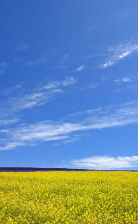 Flower field and blue sky with clouds. の写真素材
