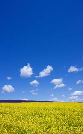 Flower field and blue sky with clouds. の写真素材