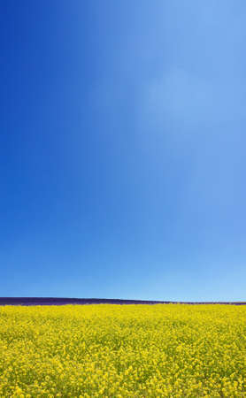 Flower field and blue sky with clouds. の写真素材