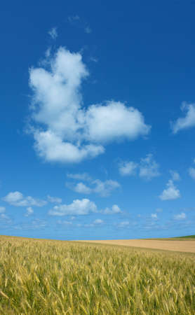Golden wheat field with blue sky in background の写真素材