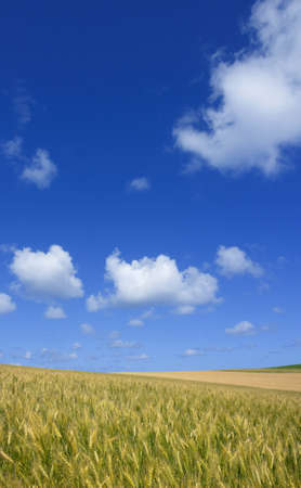 Golden wheat field with blue sky in background の写真素材