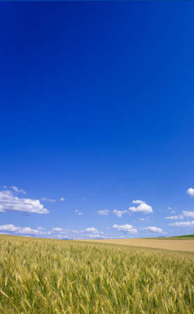 Golden wheat field with blue sky in background の写真素材