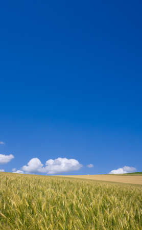 Golden wheat field with blue sky in background の写真素材