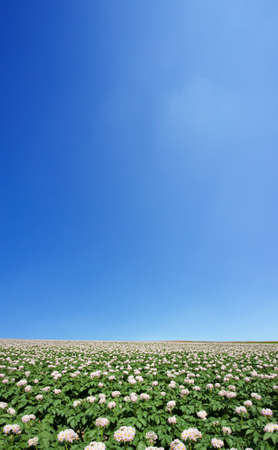 Potato field の写真素材