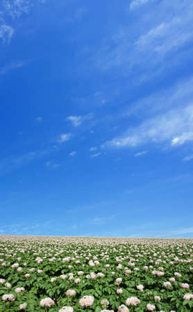 Potato field の写真素材