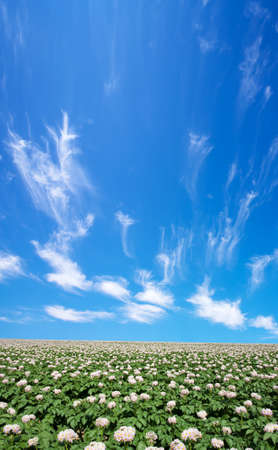 Potato field の写真素材
