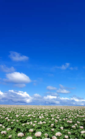 Potato field の写真素材