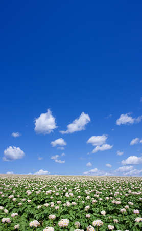 Potato field の写真素材