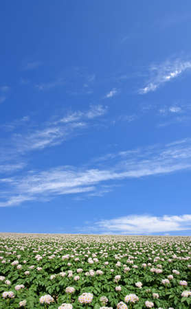 Potato field の写真素材