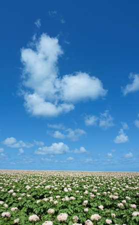 Potato field の写真素材
